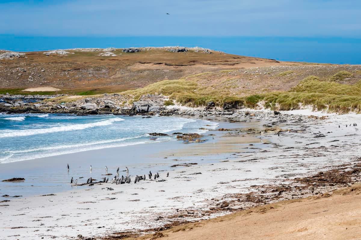 Windswept coastal landscape, Falkland Islands