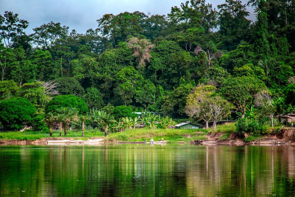 Dense tropical rainforest, Gabon