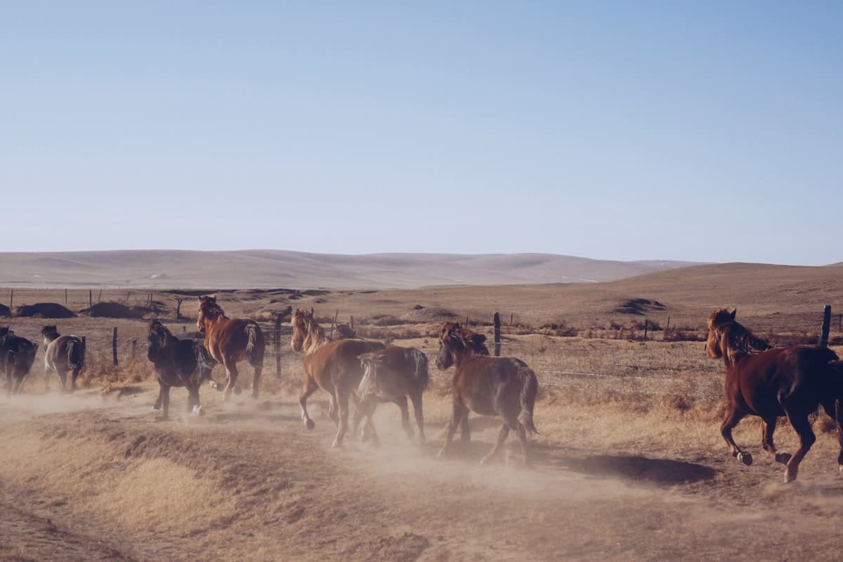 Endless steppe grasslands, Mongolia