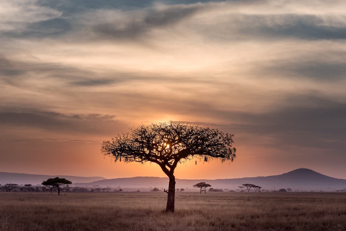 Wildlife on the Serengeti plains, Tanzania
