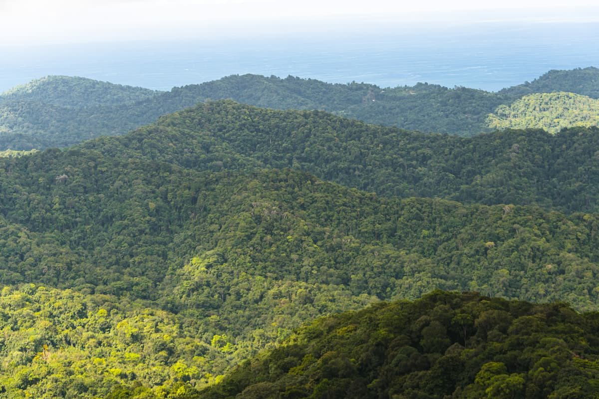 Lush tropical coastline, Trinidad and Tobago