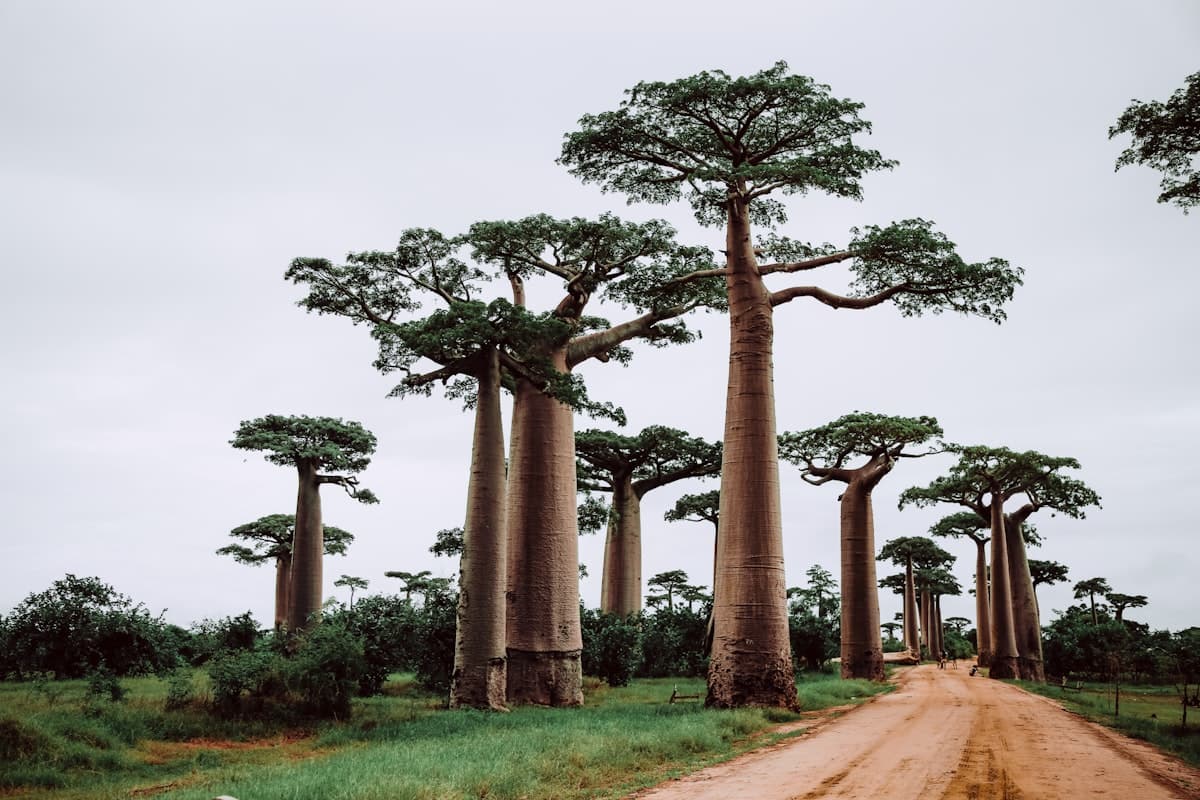Unique baobab-lined landscape, Madagascar